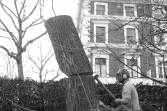 Tree Services in London